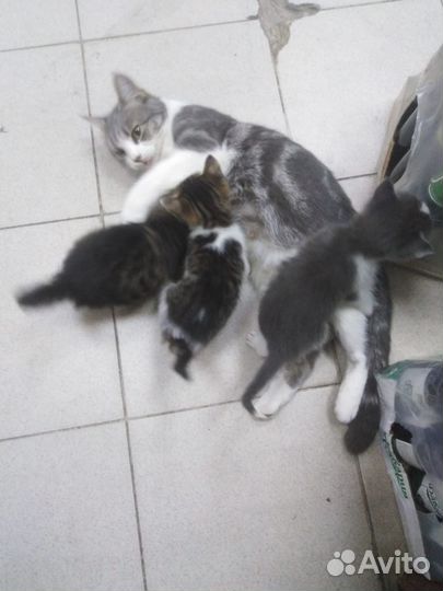 Котятки в добрые руки