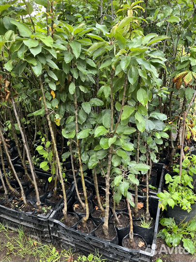 Яблоня Колоновидная