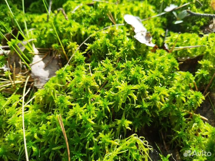 Мох сфагнум живой и сухой