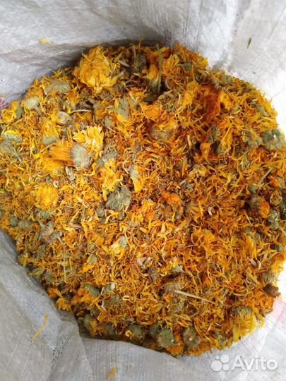 Календула цвет