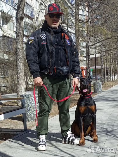 Кинолог, дрессура и воспитание собак