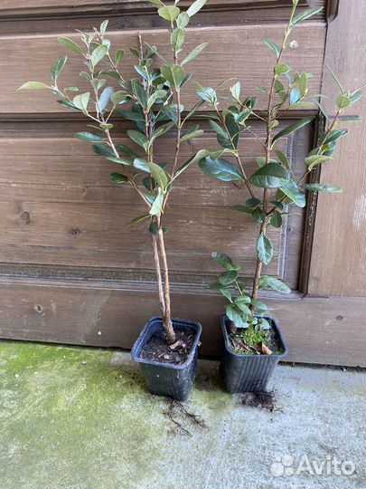 Саженцы фейхоа