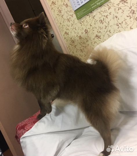 Стрижка собак мелких и средних пород