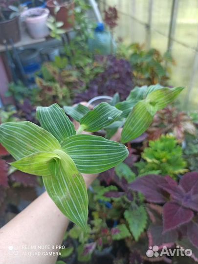 Коллизии, традесканции