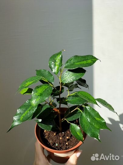 Фикус бенджамина денилайт