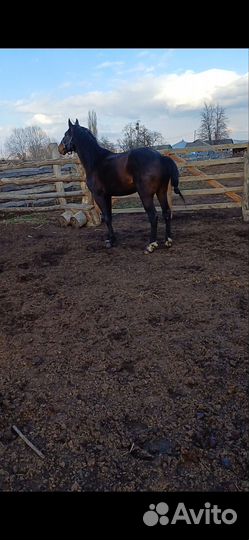 Карачаевский жеребец