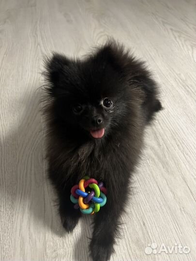 Шпиц девочка