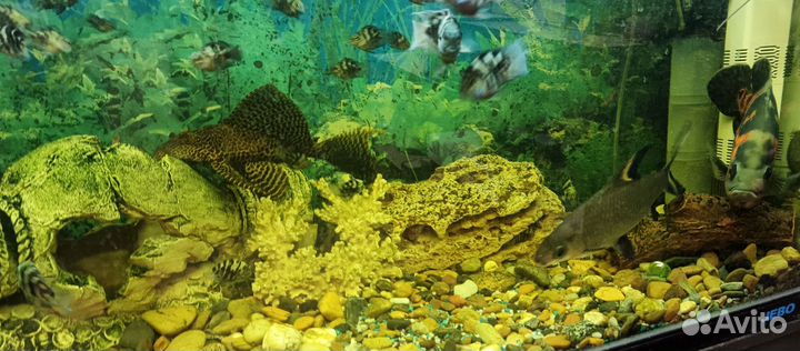 Аквариум с тумбой 250л