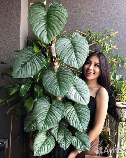 Филодендрон Sodiroi Содирой