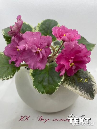 Фиалка цветущая