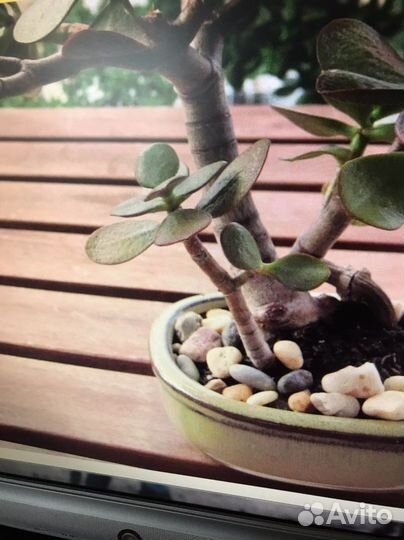 Сансевиерия и толстянка