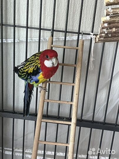 Попугай розелла