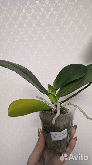 Орхидея фаленопсис