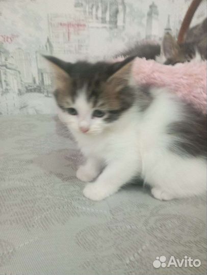 Котята полумейн-куны