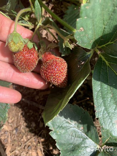 Фейерверк рассада