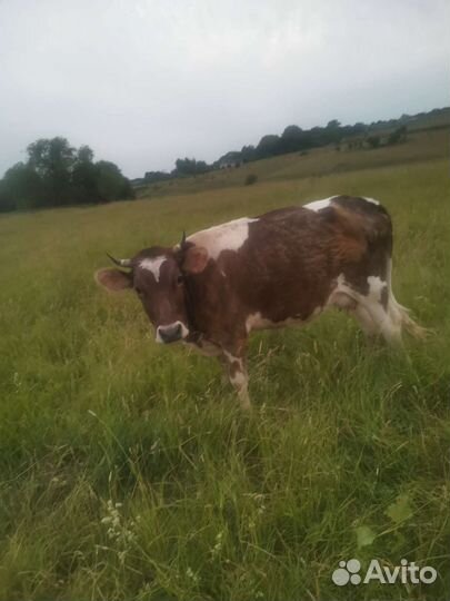 Коровы с телята