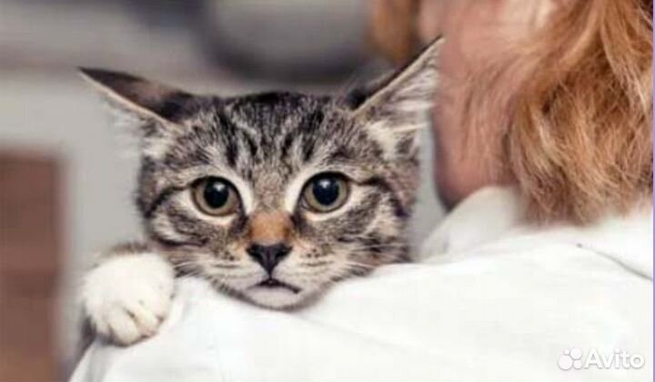 Присмотр за кошкой, котом