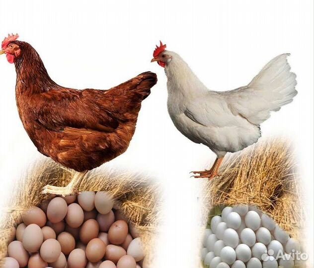 Инкубационное яйц бройлер (Арбор),голошейка,гусь