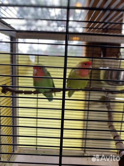 Попугай неразлучник пара с клеткой