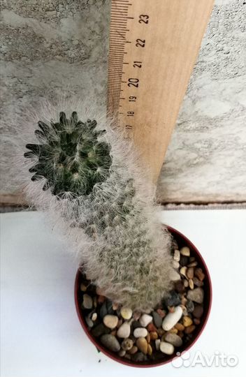 Кактусы Маммилярия