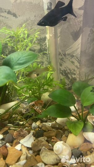 Аквариумные рыбки гуппи