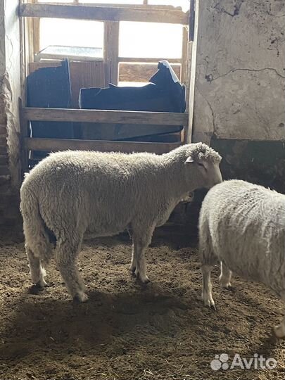 Племенной баран