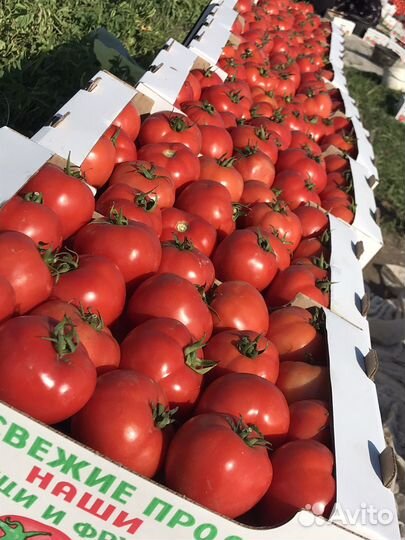 Помидоры сливка, круглый оптом