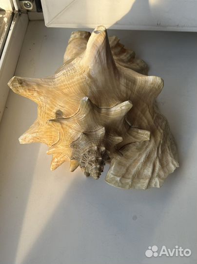 Ракушка морская большая