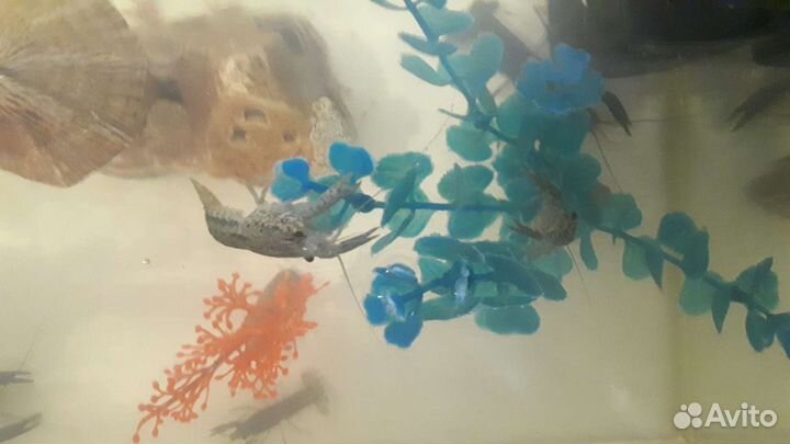 Аквариумные раки