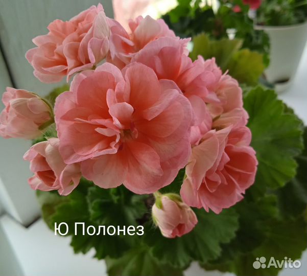 Пеларгония сортовая