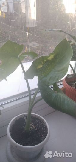 Комнатные цветы