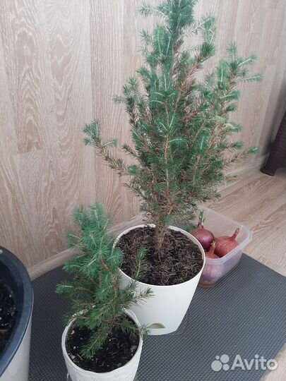 Комнатные цветы шефлера и другие