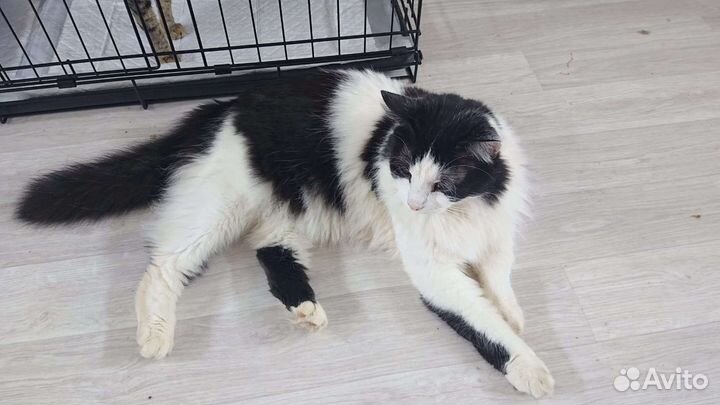Порода сибирская,котик 2 года