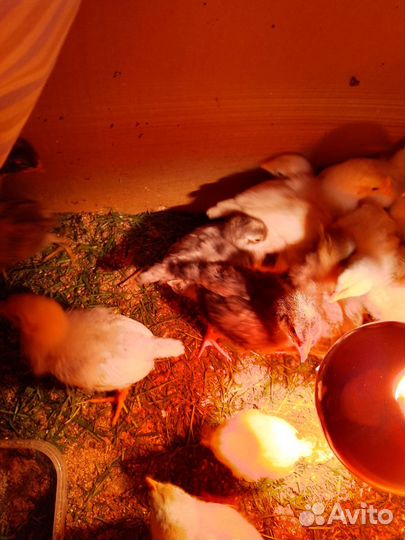 Куры молодки несушки цеплята