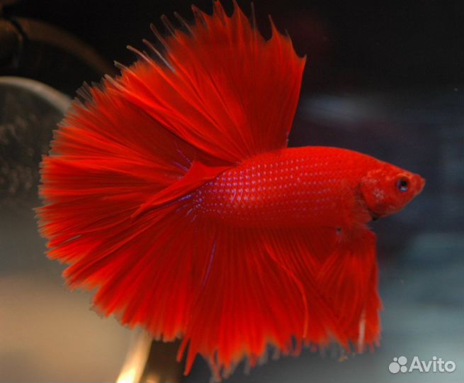 Аквариумные рыбки