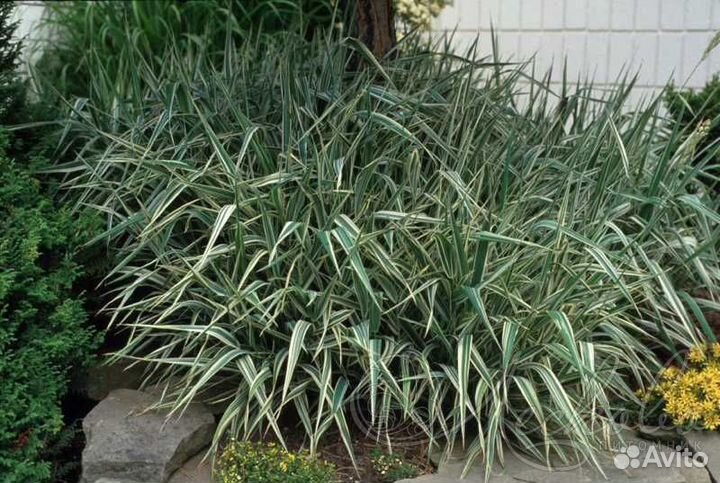 Фалярис тростниковый