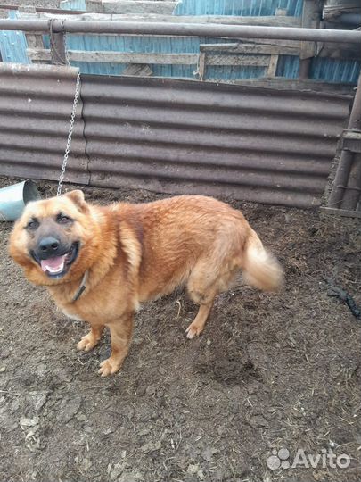 Собака пастух