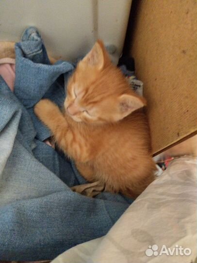 Рыжий котенок мальчик
