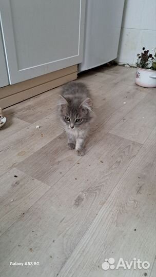 Кошка в дар бесплатно