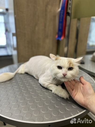 Груминг собак и кошек