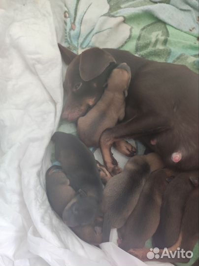 Джек той терьер