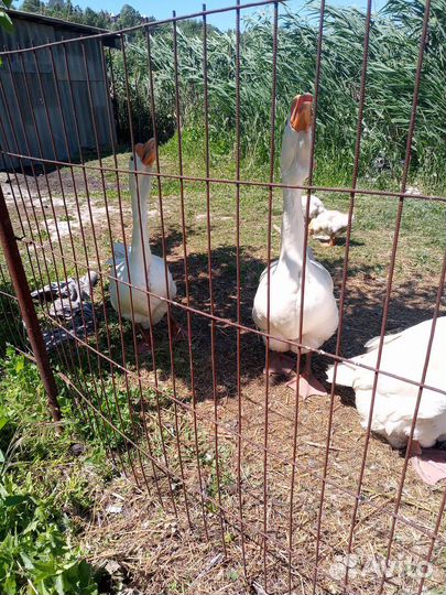 Холмогорские гуси