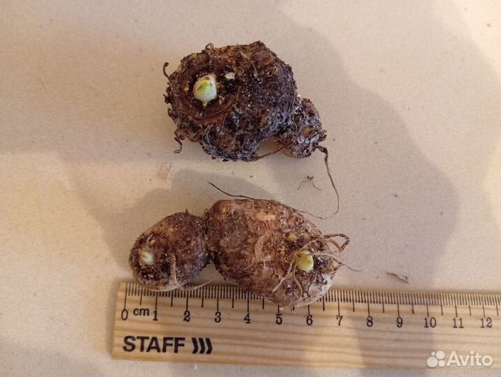 Клубни калл