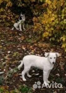 Щенки