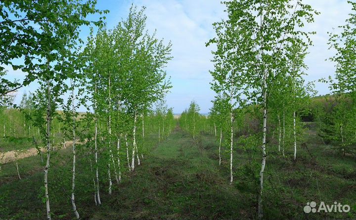 Саженцы березы, дуб, клен - в наличии все размеры