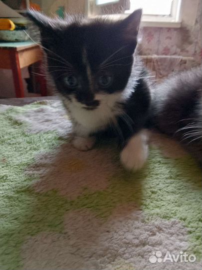 Отдам в добрые руки котят