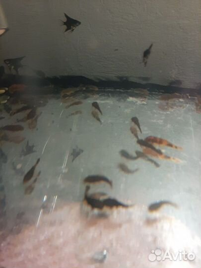 Присоски анциструсы