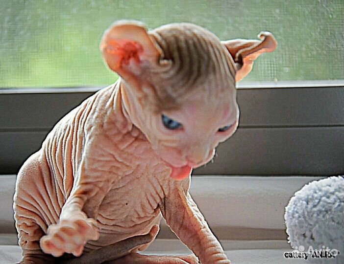 Которебенок девочка