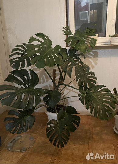 Монстера, 1,5м