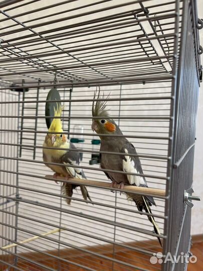 Попугай с клеткой